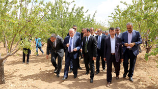 Şanlıurfa'da badem hasadına başlandı