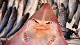 Sapan balığının yüzü şaşırtıyor