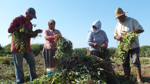 Silifke'de fıstık hasadı başladı