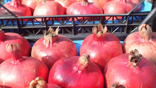 Mersin Silifkede nar hasadı başladı