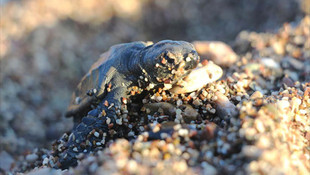 Son caretta caretta yuvasından çıkan yavrular denizle buluştu