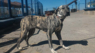 Tehlikeli köpek besleyene 16 bin lira ceza