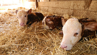 Tek seferde üçüz dişi buzağı doğurdu