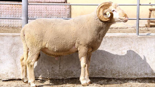 Tekirdağ Karacabey Merinosunun ıslah merkezi olacak