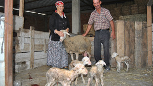 Tekirdağ’da bir koyun beşiz doğurdu
