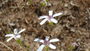 Tunceli'de yeni bir endemik tür tespit edildi