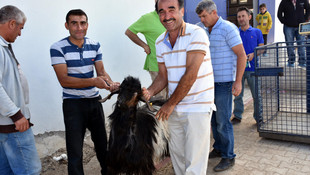 Üniversitenin keçileri kurbanlık olarak satışa çıktı