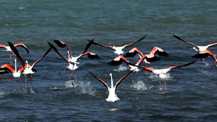 Van'daki kuş ölümlerinde salgın çıkmadı