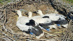 Verici ile izlenen yavru leylekler elektrik akımına kapıldı