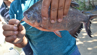 Yeşilırmak'ta pirana yakalandı