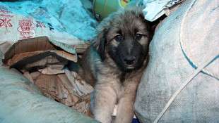 Yozgat'ta kamyonet kasasına bağlı köpeği çocuklar kurtardı