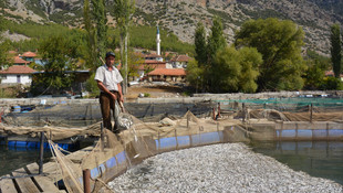 1,5 milyon alabalığın telef olduğu iddiası