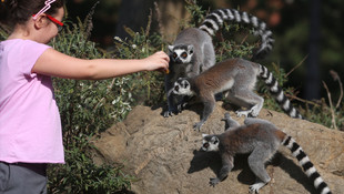 4 Ekim Dünya Hayvanları Koruma Günü