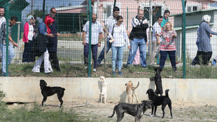 İBB tarafından 4 Ekim Dünya Hayvanları Koruma Günü dolayısıyla etkinlik düzenlendi