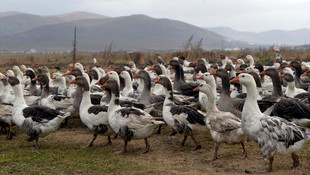 Ardahan'da 11 aileye 400'er kaz dağıtıldı