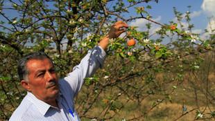 Aynı ağaçta hem meyve hem de çiçek var