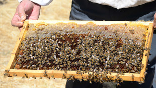 Bitlisli bal üreticileri istediği verimi alamadı