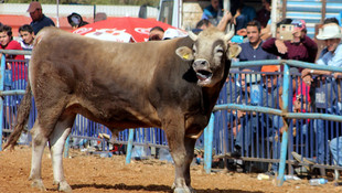 Boğalar eğitim yararına güreşti