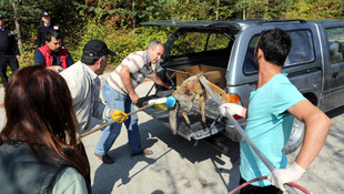 Bolu'da otomobilin çarptığı tilki tedavi altına alındı