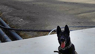 Bomba arama köpeği Geceye üstün başarı ödülü