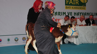 Buzağılar podyumda mücadele etti