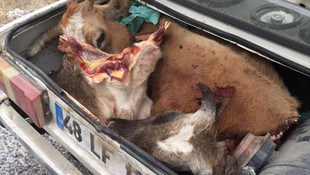 Çaldıkları hayvanları hızla parçalara ayırmak için vurdular