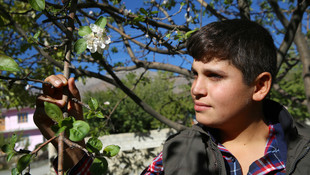 Elma ağacı sonbaharda çiçek açtı