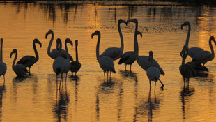 Flamingolardan gün batımında görsel ziyafet