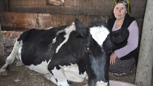 Dere yatağında mahsur kalan inek kurtarıldı