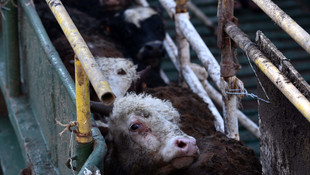 Güney Amerika'dan 20 bin sığır ithalatı
