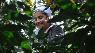 Hatay'da narenciye hasadı başladı