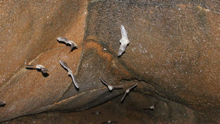 Hatay'da nesli tehlike altında olan üç yarasa türüne rastlandı