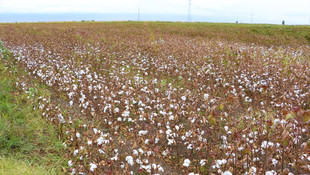 Iğdır'da çeyrek asır sonra yeniden pamuk yetiştirilmeye başlandı