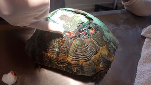 Kabuğu kırılan yaralı kaplumbağa tedavi edildi