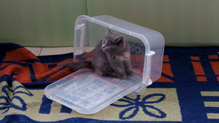 Kaçak kedilere sıcak yuva