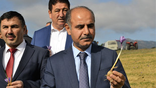 Karabük'te safran hasadı