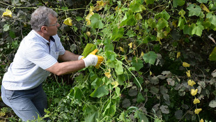 Karadenizli çiftçilere itdolanbacı uyarısı