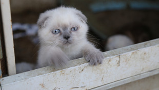 Kediler açık artırmayla satılacak