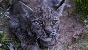 Konya'da tedavi edilen vaşak doğaya bırakılacak