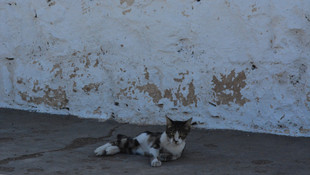 Köpekten kaçan kedi direkte mahsur kaldı