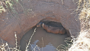 Kuyuya düşen at iş makinesiyle çıkarıldı