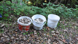 Mantar yerine bozuk para topladılar