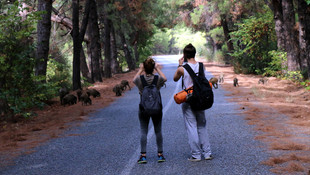 Milli Parktaki domuzlar turistlerin ilgi odağı oldu