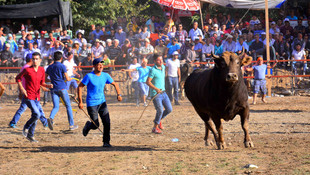 Muğla'da Boğa Güreşleri Festivali yapıldı