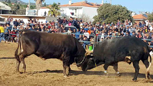 Muğla'da Boğa Güreşleri Festivali