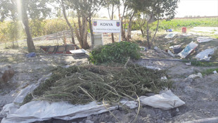 Pancar tarlasına Hint keneviri operasyonu