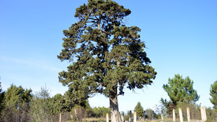 Sakarya'da 7 asırlık ağlayan ardıç turizme kazandırılacak