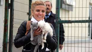 Sınırda yakalanan kediler ihaleyle satıldı