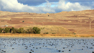 Sivas'ın kuş cenneti Hafik Gölü