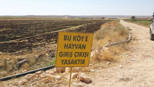 Siverek'te kuduz karantinası